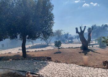 Fiamme al Parco dei Dinosauri: paura tra i turisti, danni minimi e riapertura vicina
