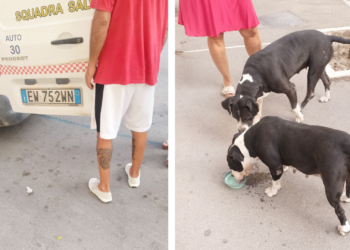 Aggressione all’alba in Via T. Masselli — Due Pitbull fermati dai volontari ENPA