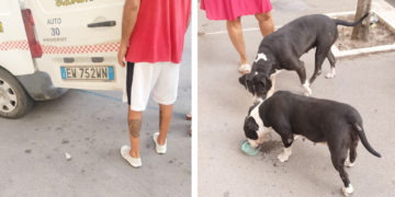 Aggressione all’alba in Via T. Masselli — Due Pitbull fermati dai volontari ENPA