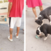 Aggressione all’alba in Via T. Masselli — Due Pitbull fermati dai volontari ENPA